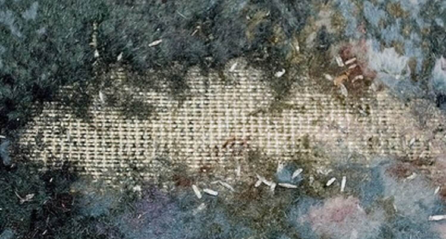 Moth proofing, a compulsory process for all rugs wishing to last Moth proofing, a compulsory process for all rugs wishing to last